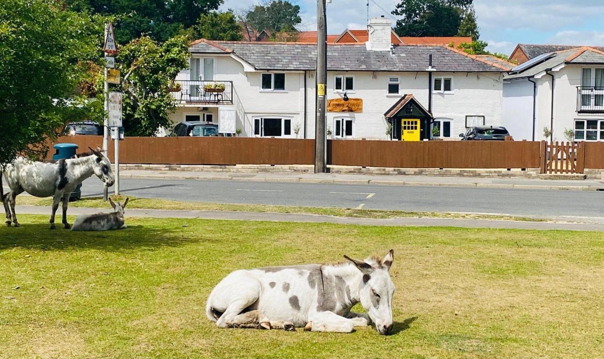 Cottage Lodge Hotel Brockenhurst
